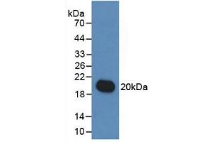 Western Blot; Sample: Recombinant IL19, Human. (IL-19 antibody  (AA 25-177))