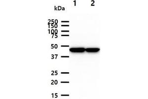 The cell lysates (40ug) were resolved by SDS-PAGE, transferred to PVDF membrane and probed with anti-human CKMT1A antibody (1:1000). (CKMT1A antibody)