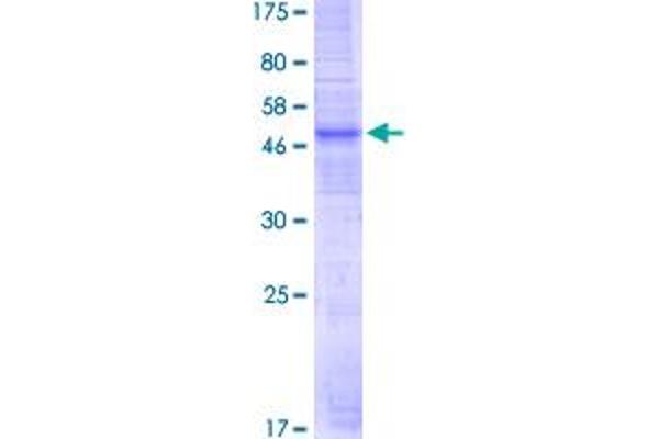 OR51E1 Protein (AA 1-317) (GST tag)