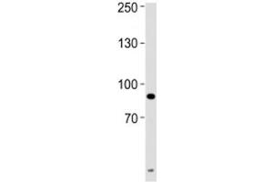 Western Blotting (WB) image for anti-Ubiquitin-Like, Containing PHD and RING Finger Domains, 1 (UHRF1) (AA 229-257) antibody (ABIN3029440)
