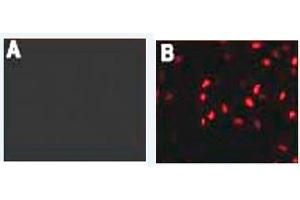 Immunofluorescence (IF) image for anti-HA-Tag antibody (ABIN1107475) (HA-Tag antibody)