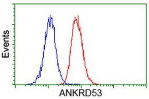 Image no. 4 for anti-Ankyrin Repeat Domain 53 (ANKRD53) (AA 1-300) antibody (ABIN1490722) (ANKRD53 antibody  (AA 1-300))