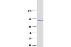 Validation with Western Blot (SHoc2/Sur8 Protein (Myc-DYKDDDDK Tag))