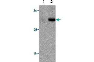 Western blot analysis of VENTX in mouse brain tissue lysate with VENTX polyclonal antibody  at (1) 1 and (2) 2 ug/mL. (VENTX antibody  (Internal Region))