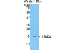 Western Blotting (WB) image for anti-Caspase 3 (CASP3) (AA 183-277) antibody (Biotin) (ABIN1173315) (Caspase 3 antibody  (AA 183-277) (Biotin))