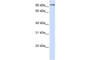 PCDHB13 antibody used at 1 ug/ml to detect target protein.