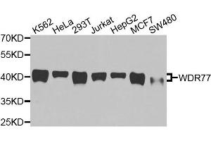 Western blot analysis of extracts of various cells, using WDR77 antibody.