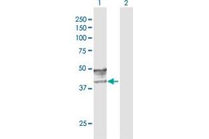 Western Blot analysis of GCNT2 expression in transfected 293T cell line by GCNT2 MaxPab polyclonal antibody. (GCNT2 antibody  (AA 1-402))