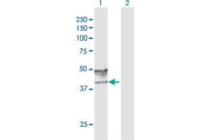 Western Blot analysis of GCNT2 expression in transfected 293T cell line by GCNT2 MaxPab polyclonal antibody.