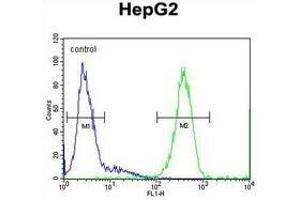 Flow cytometric analysis of HepG2 cells (right histogram) compared to a negative control cell (left histogram) using  SOHLH1 / TEB2  Antibody (N-term), followed by FITC-conjugated goat-anti-rabbit secondary antibodies. (SOHLH1 antibody  (N-Term))