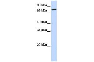 COG4 antibody used at 1 ug/ml to detect target protein. (COG4 antibody  (Middle Region))