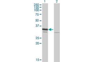 Western Blot analysis of RPA2 expression in transfected 293T cell line by RPA2 MaxPab polyclonal antibody.
