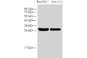 Western Blot analysis of 1)Raw264. (Galectin 3 antibody)