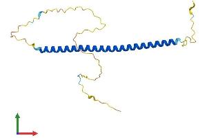 AlphaFold protein structure predicition of Mouse Recombinant Bloc1s3 Protein, UniprotID Q5U5M8 (BLOC1S3 Protein (AA 1-195) (His tag))