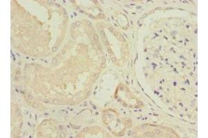 Immunohistochemistry of paraffin-embedded human kidney tissue using ABIN7160945 at dilution of 1:100 (NDUFV1 antibody  (AA 1-250))