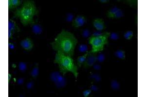 Anti-BSG mouse monoclonal antibody (ABIN2452820) immunofluorescent staining of COS7 cells transiently transfected by pCMV6-ENTRY BSG (RC219464). (CD147 antibody)