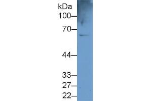 Detection of CES1 in U937 cell lysate using Polyclonal Antibody to Carboxylesterase 1 (CES1) (CES1 antibody  (AA 18-299))