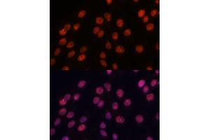 Immunofluorescence analysis of C6 cells using IPO8 antibody (ABIN7267859) at dilution of 1:100. (Importin 8 antibody  (AA 878-1037))