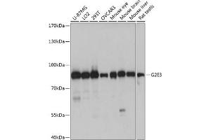 Western blot analysis of extracts of various cell lines, using G2E3 antibody (ABIN7267322) at 1:1000 dilution. (G2E3 antibody  (AA 1-180))
