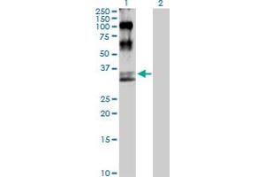 Western Blot analysis of MAP2K6 expression in transfected 293T cell line by MAP2K6 MaxPab polyclonal antibody.
