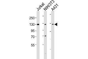 All lanes : Anti-HNRNPU Antibody (C-term) at 1:2000 dilution Lane 1: Jurkat whole cell lysates Lane 2: NIH/3T3 whole cell lysates Lane 3: A431 whole cell lysates Lysates/proteins at 20 μg per lane. (HNRNPU antibody  (C-Term))