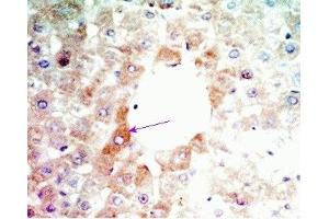 Rat liver tissue was stained by Anti-Angiopoietin-related Growth-Factor (AGF) /ANGIOPOIETIN - LIKE 6 (ANGPTL6) (215-350) (Mouse) (ANGPTL6 antibody  (AA 215-230))
