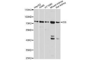 Western blot analysis of extracts of various cell lines, using IDS antibody. (IDS antibody  (AA 34-290))