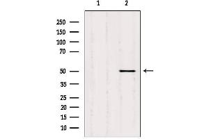 Western blot analysis of extracts from hela, using SQRDL antibody. (SQRDL antibody)