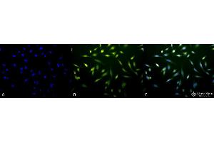 Immunocytochemistry/Immunofluorescence analysis using Rabbit Anti-Cytochrome P450 Reductase Polyclonal Antibody .