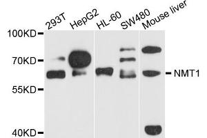 Western blot analysis of extract of various cells, using NMT1 antibody. (NMT1 antibody)
