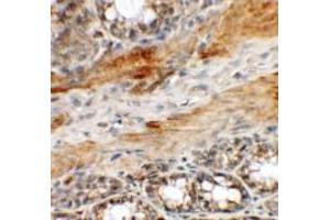 Immunohistochemistry of CCP110 in rat colon tissue with CCP110 antibody at 5 ug/mL. (Centriolin antibody  (C-Term))
