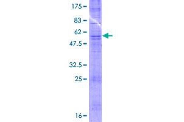 OR52A1 Protein (AA 1-312) (GST tag)