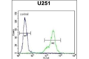 SCRN1 Antibody (N-term) (ABIN651459 and ABIN2840252) flow cytometric analysis of  cells (right histogram) compared to a negative control cell (left histogram). (Secernin 1 antibody  (N-Term))