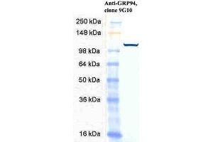 Western Blot analysis of Human HeLa cell lysates showing detection of GRP94 protein using Rat Anti-GRP94 Monoclonal Antibody, Clone 9G10 . (GRP94 antibody  (HRP))