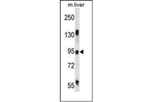 Western blot analysis of RASAL1 Antibody in Mouse liver tissue lysates (35ug/lane). (RASAL1 antibody  (Middle Region))