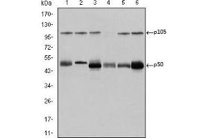 Western blot analysis using NFKB1 mouse mAb against K562 (1), Jurkat (2), A431 (3), Hela (4), THP-1 (5) and MCF-7 (6) cell lysate. (NFKB1 antibody)