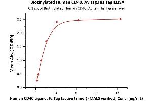 Immobilized Biotinylated Human CD40, Avitag,His Tag (ABIN4949013,ABIN4949014) at 1 μg/mL (100 μL/well) on Recombinant Streptavidin  precoated (0. (CD40 Protein (CD40) (AA 21-193) (His tag,AVI tag,Biotin))