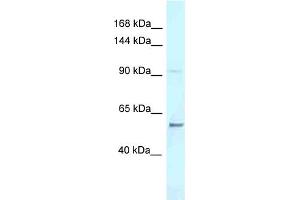 WB Suggested Anti-Aff3 Antibody Titration: 1. (AFF3 antibody  (C-Term))