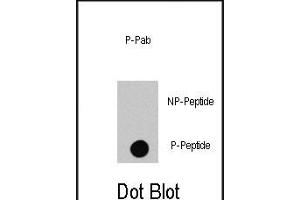 Dot blot analysis of anti-RAF1-p Phospho-specific Pab (R) on nitrocellulose membrane. (RAF1 antibody  (pSer494))