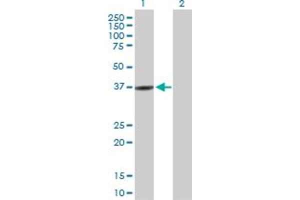 RASIP1 antibody  (AA 1-317)