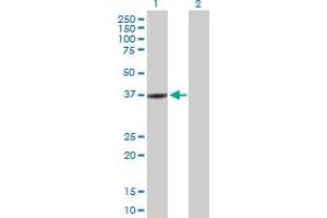 Western Blot analysis of RASIP1 expression in transfected 293T cell line by RASIP1 MaxPab polyclonal antibody. (RASIP1 antibody  (AA 1-317))