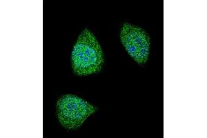 Confocal immunofluorescent analysis of PDGFB Antibody (C-term) (ABIN388460 and ABIN2848858) with 293 cell followed by Alexa Fluor 488-conjugated goat anti-rabbit lgG (green).
