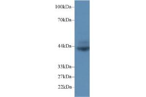Western blot analysis of Rat Spleen lysate, using Rat CD72 Antibody (2 µg/ml) and HRP-conjugated Goat Anti-Rabbit antibody ( (CD72 antibody  (AA 126-237))