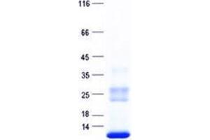 Validation with Western Blot (BET1 Protein (His tag))