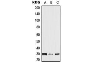 Western blot analysis of NXPH2 expression in HEK293T (A), mouse brain (B), rat brain (C) whole cell lysates.