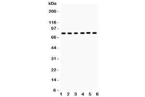 Western blot testing of tPA antibody and Lane 1:  mouse lung (PLAT antibody  (AA 366-562))
