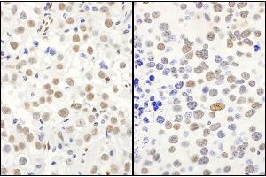 Immunohistochemistry (IHC) image for anti-Protein Quaking (QKI) (C-Term), (Isoform 5) antibody (ABIN7454593)