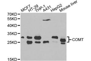 Western blot analysis of extracts of various cell lines, using COMT antibody (ABIN5970617) at 1/1000 dilution. (COMT antibody)
