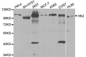 Western blot analysis of extracts of various cell lines, using HK2 antibody.