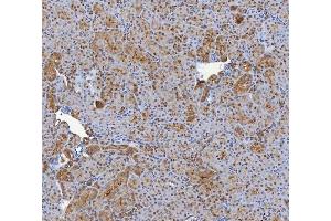 IHC analysis of SHQ1 using anti-SHQ1 antibody (ABIN7599205). (SHQ1 antibody  (AA 1-277))